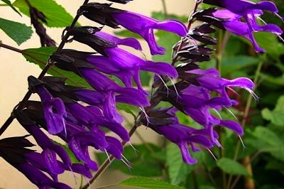 Salvia 'Amistad'