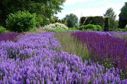 Salvia nem. 'Ost Friesland'