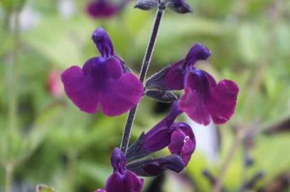 Salvia micr 'Nachtvlinder'