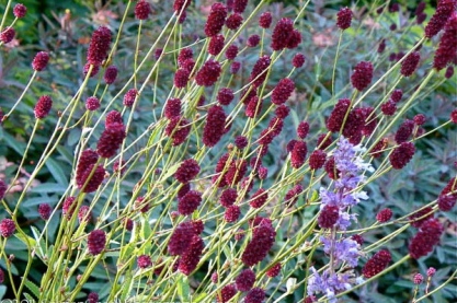 Sanguisorba off. 'Lum'