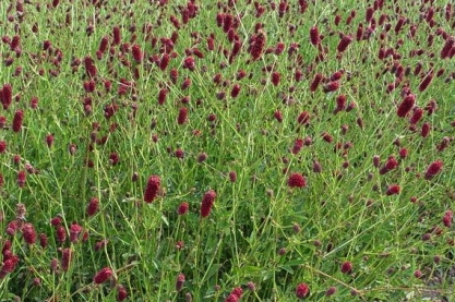 Sanguisorba 'Red Thunder'