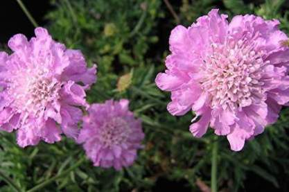 Scabiosa columbaria 'Pink Mist'