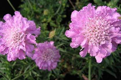 Scabiosa columbaria 'Pink Mist'