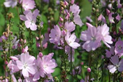 Sidalcea hybr.'Elsie Heugh'