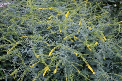 Solidago rugosa