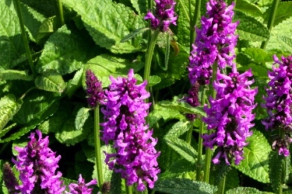 Stachys 'Hummelo'