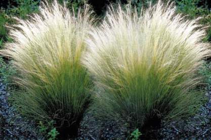 Stipa tenuissima 'Pony Tails'