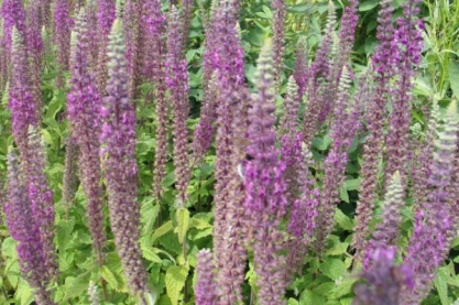 Teucrium hircanicum