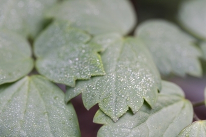 Thalictrum blad