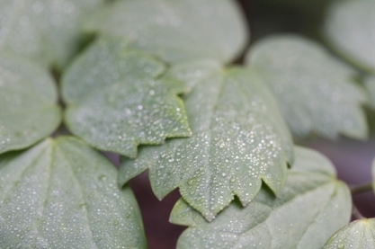 Thalictrum blad