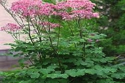 Thalictrum 'Anne'