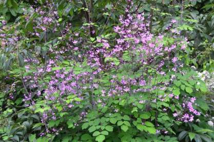 Thalictrum rochebrunianum