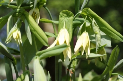 Uvularia grandiflora Uvularia grandiflora