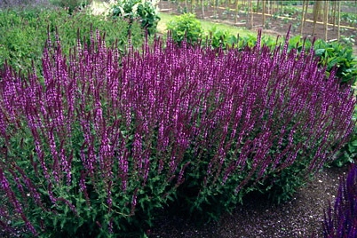 Salvia nem. 'Amethyst'