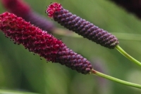 Sanguisorba tenuifolia 'Atropurpurea'