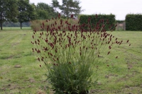 Sanguisorba off. 'Red Spikes'