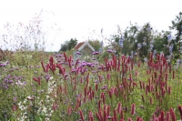 Sanguisorba 'Black Thorn'