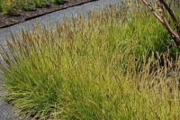 Sesleria autumnalis