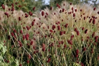 Sanguisorba off. 'Dancing Red'