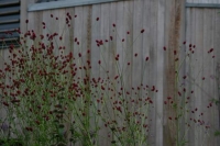 Sanguisorba off. 'Arnhem'