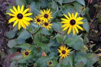 Rudbeckia 'Henry Eilers'