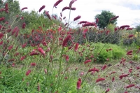 Sanguisorba 'Long Tall Red'