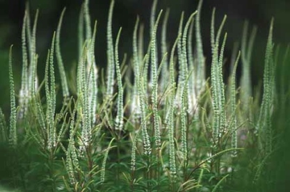 Veronicastrum sib. 'Spring Dew'