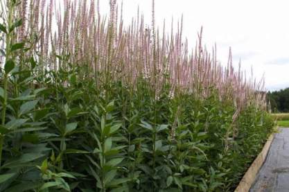 Veronicastrum vir. 'Pink Glow'