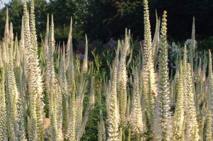 Veronicastrum virginicum 'Diana'