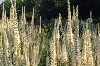 Veronicastrum virginicum 'Diana'