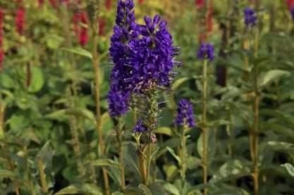 Veronica longifolia 'Marietta'