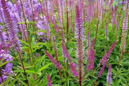 Veronicastrum virginicum 'Adoration'