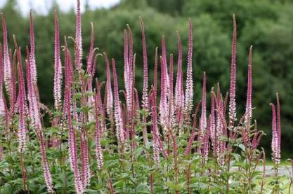 Veronicastrum virginicum 'Erica'