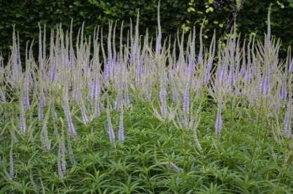 Veronicastrum vir. ' Lavendelturm'