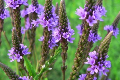 Verbena hastata