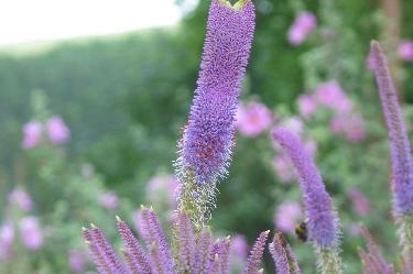 Veronicastrum virg. ' Fascination '