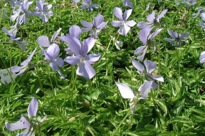 Viola cornuta 'Boughton Blue'