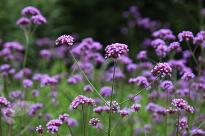 Verbena bonariensis