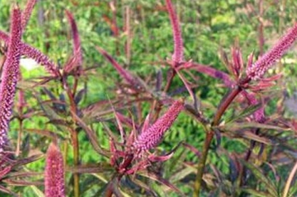 Veronicastrum sib. 'Red Arrows'