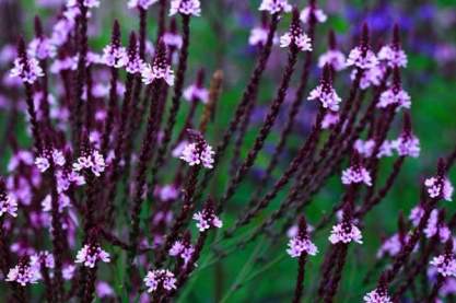 Verbena hastata 'Rosea'