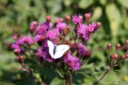 Vernonia crinita ' Mammuth'