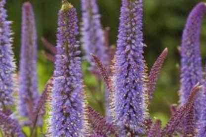 Veronicastrum vir. 'Cupid'