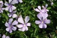 Viola cornuta 'Victoria's Blush'
