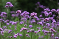 Verbena bonariensis